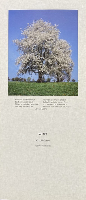 65 Kirschbäume